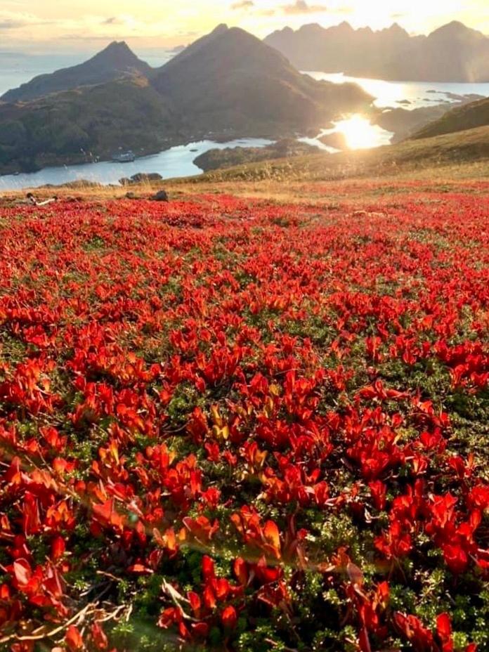 Lofoten And Vesteralen Kveldro Myrland 외부 사진